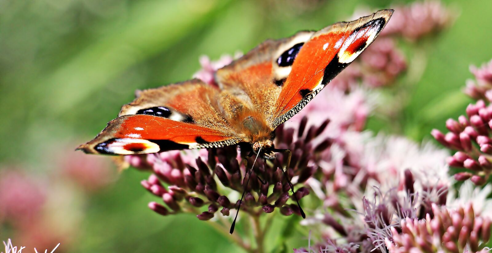 Canon EOS 550D (EOS Rebel T2i / EOS Kiss X4) sample photo. Peacock butterfly, butterfly, insect photography