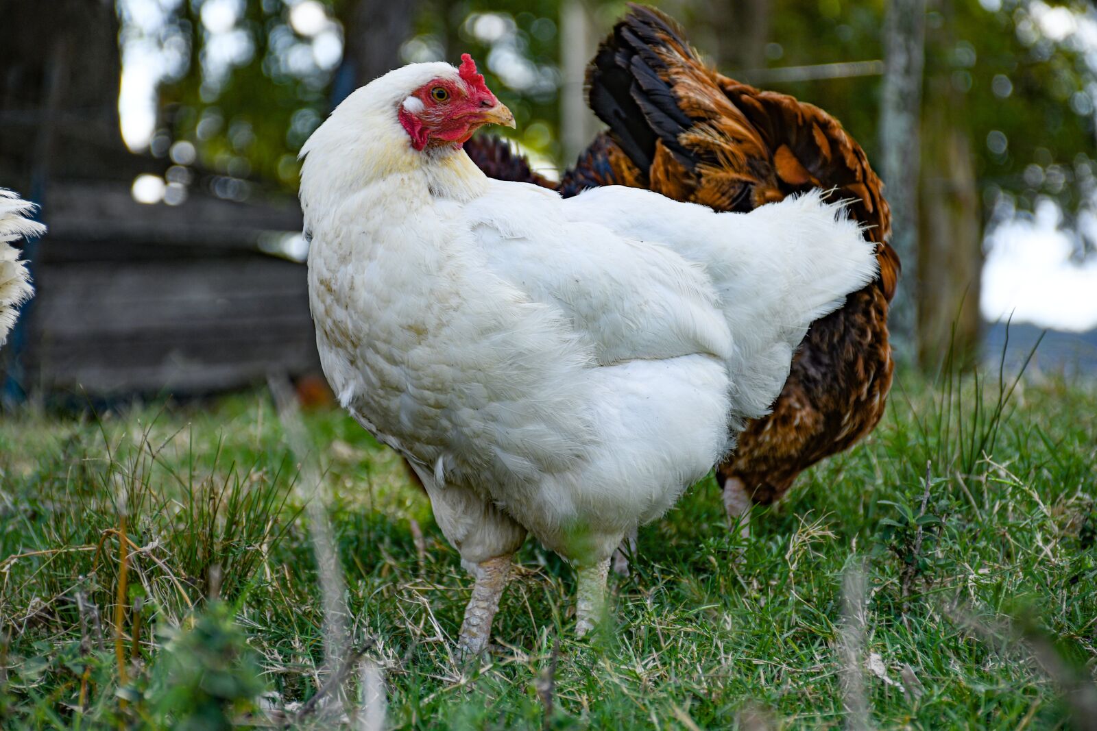 Nikon D7500 sample photo. Hen, ave, farm photography