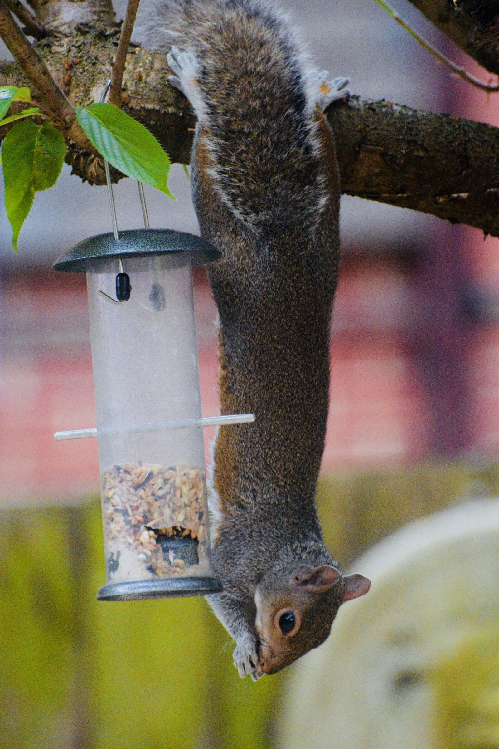 Nikon D3300 sample photo. Squirrel, tree, nature photography