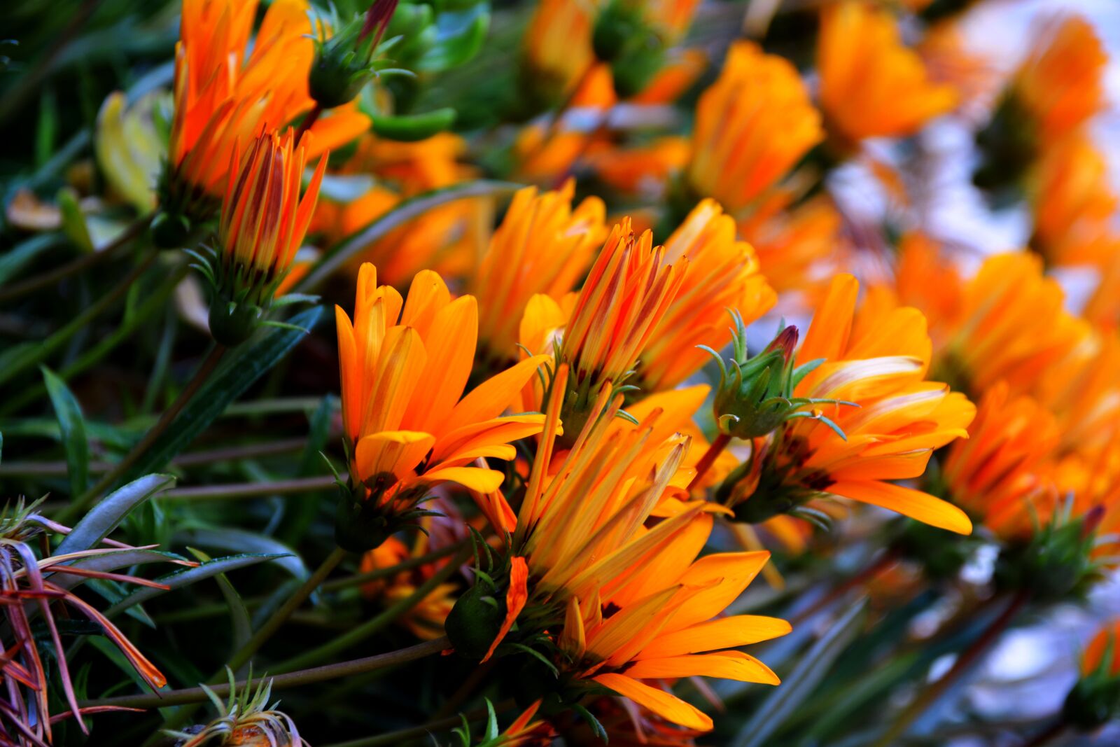 Nikon D5200 sample photo. Flower, flowers, gazania photography