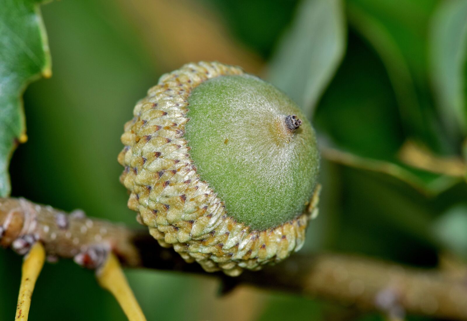 Nikon D5300 sample photo. Acorn, nut, oak photography