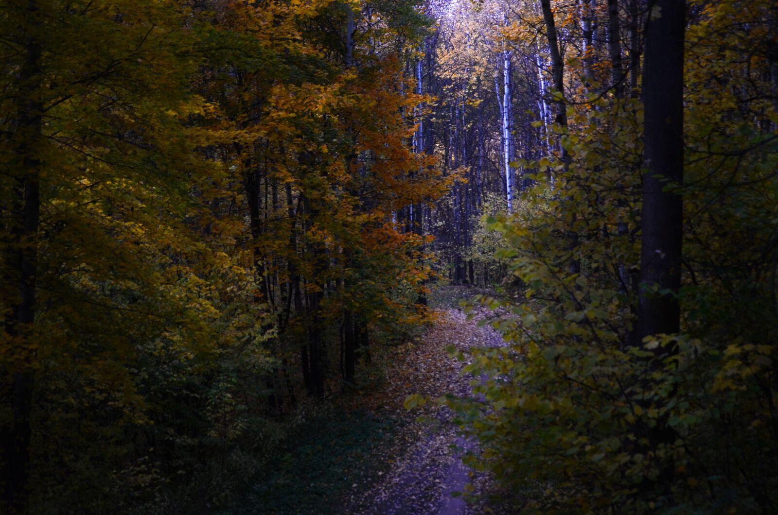 Nikon D5100 sample photo. Landscape, forest, autumn photography