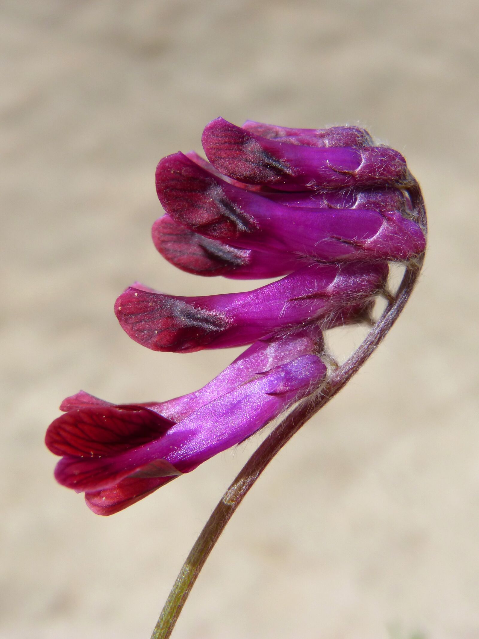 Panasonic DMC-FZ62 sample photo. Wild flower, purple flower photography