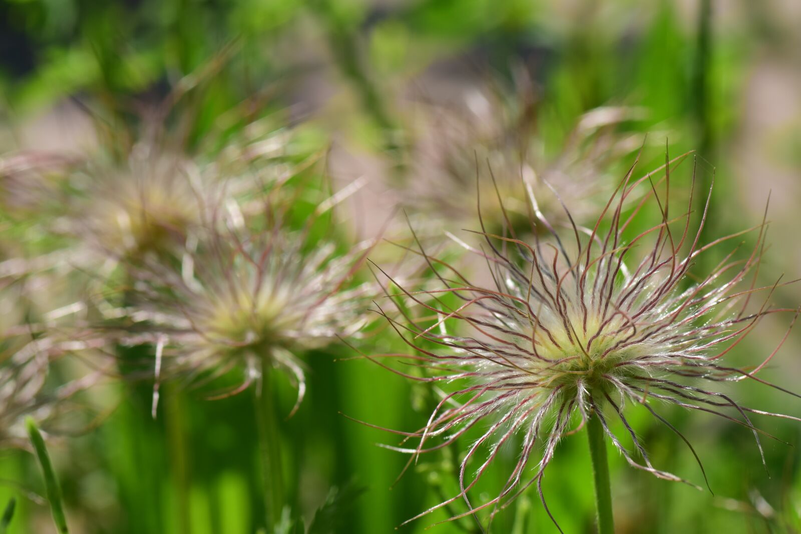 Nikon D3300 sample photo. Pasque flower, pulsatilla vulgaris photography