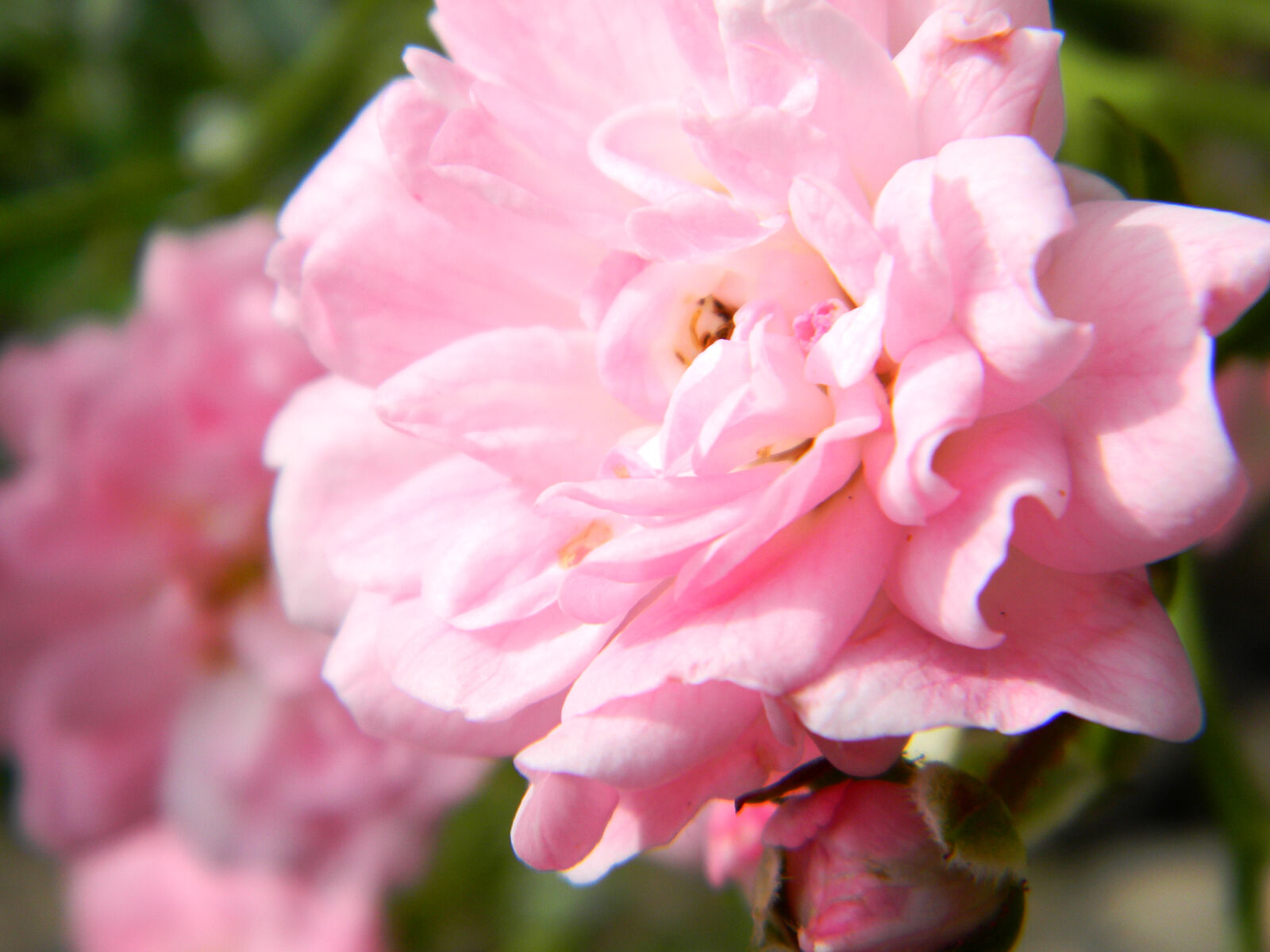 Nikon Coolpix L110 sample photo. Pink, rose, roses photography