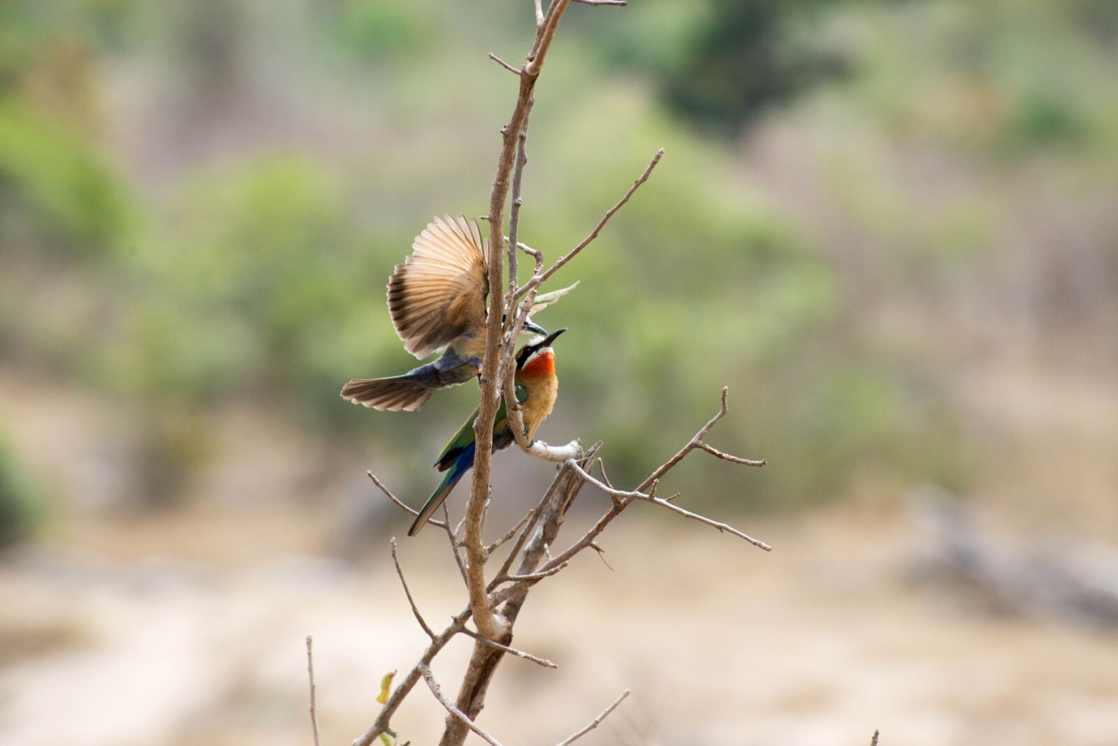 Nikon D610 sample photo. South africa, forest, bird photography
