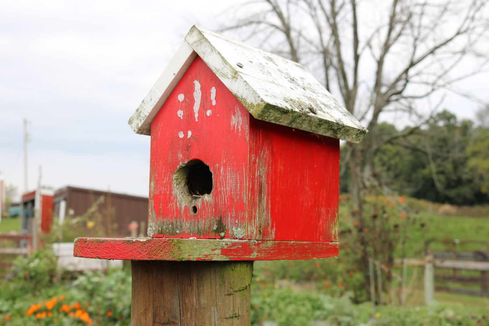Canon EOS 750D (EOS Rebel T6i / EOS Kiss X8i) sample photo. Bird, house, birdhouse photography