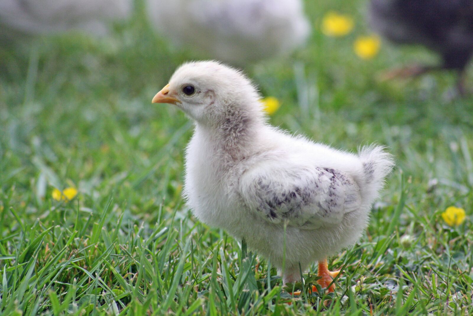 Canon EOS 1000D (EOS Digital Rebel XS / EOS Kiss F) sample photo. Chicks, chicken, easter photography