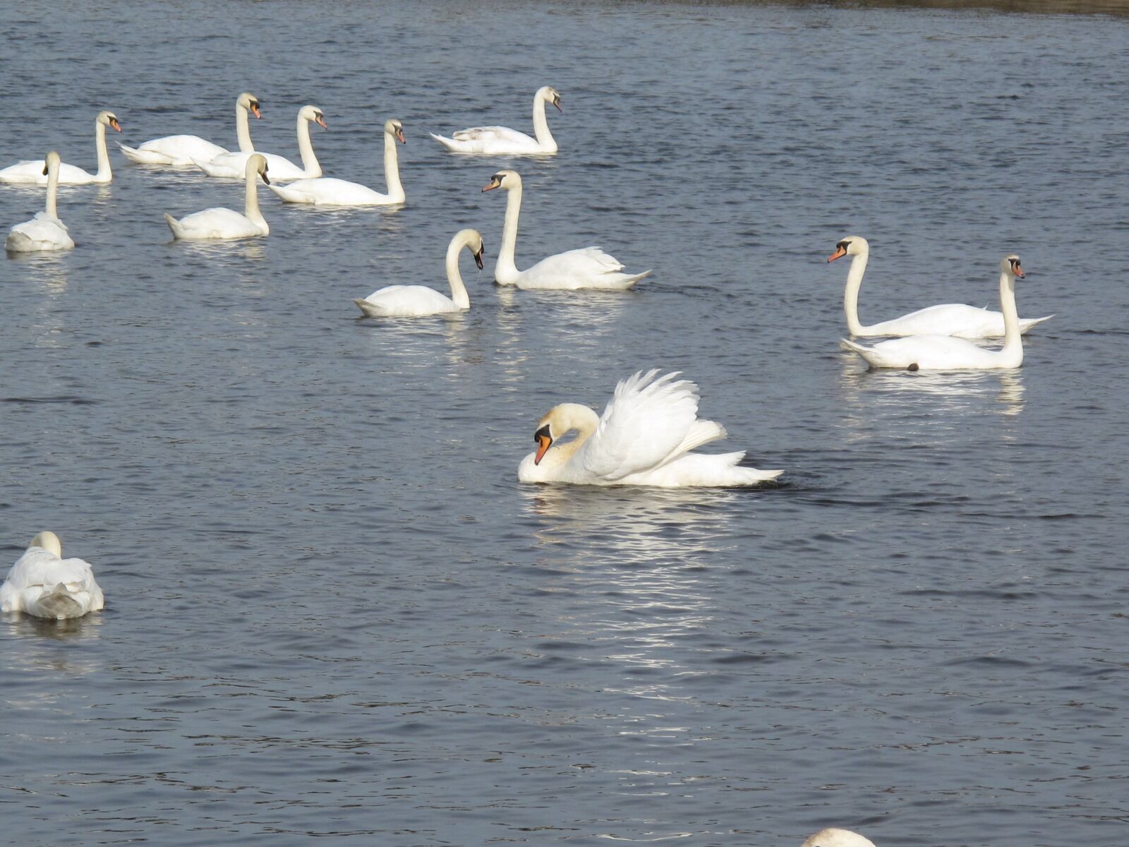 Canon PowerShot G10 sample photo. Swans, water, white photography