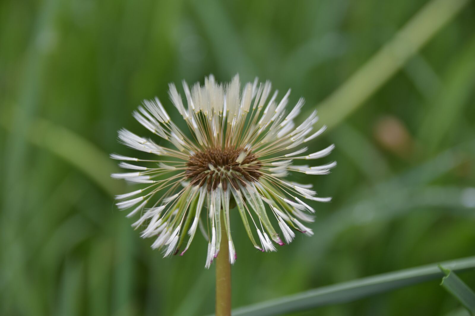 Nikon D5600 sample photo. Egret of pisenlit, seeds photography