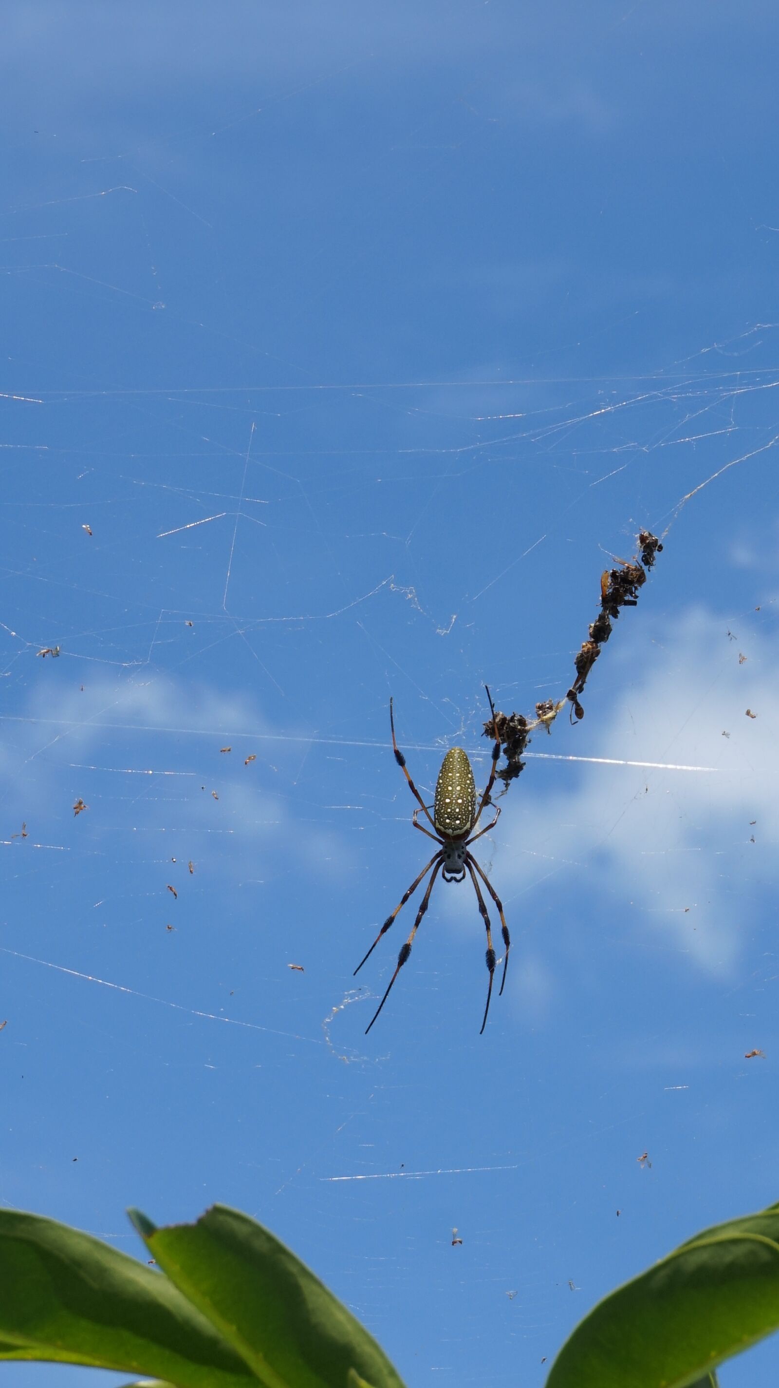Sony Alpha a5000 (ILCE 5000) + Sony E 16-50mm F3.5-5.6 PZ OSS sample photo. Spider, animal, insect photography