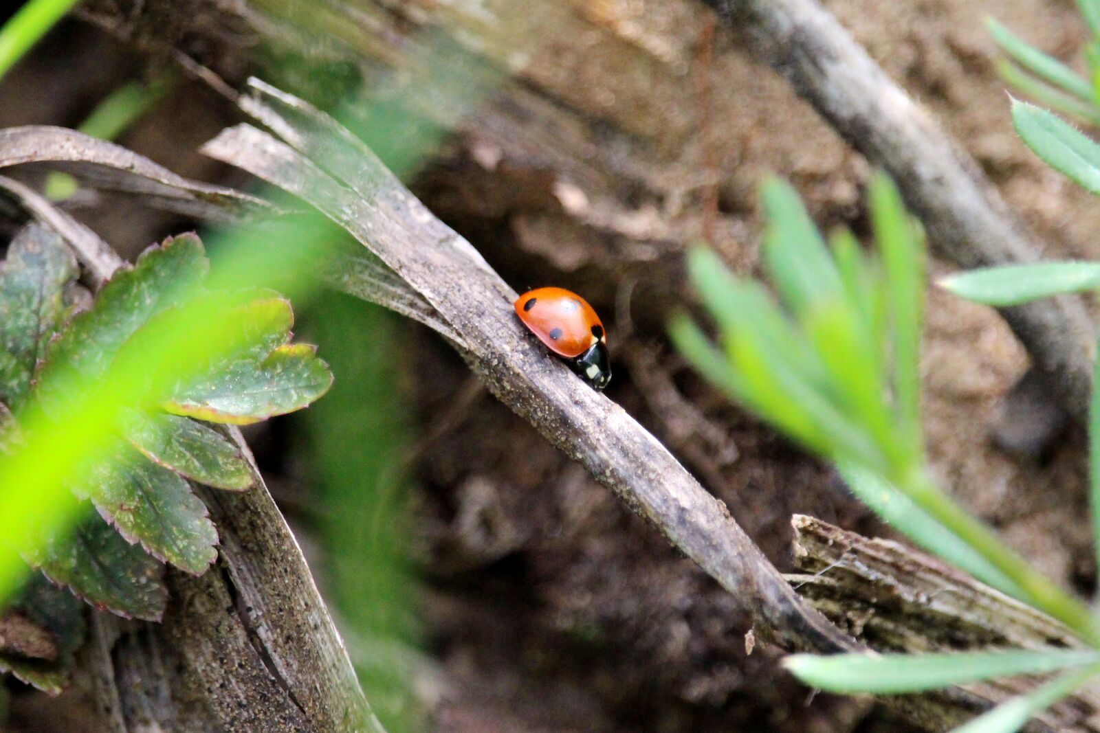 Canon EF-S 55-250mm F4-5.6 IS STM sample photo. Ladybug, hiding place, insect photography