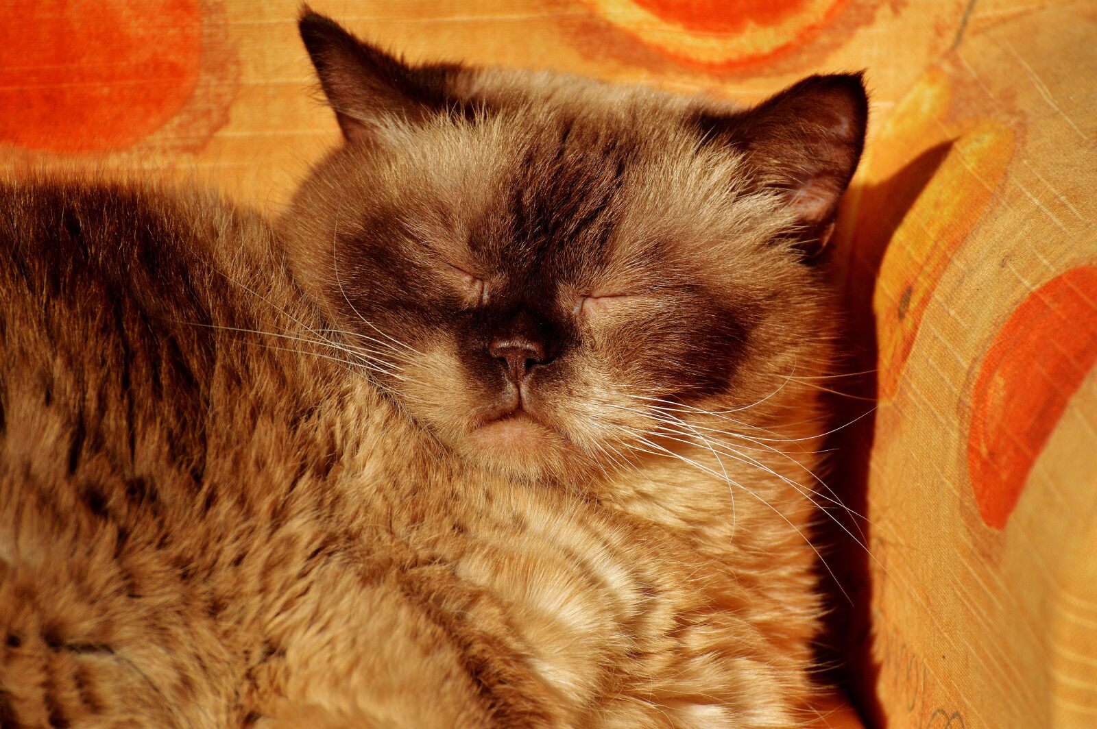 Nikon D3200 sample photo. British shorthair, rest, relaxed photography