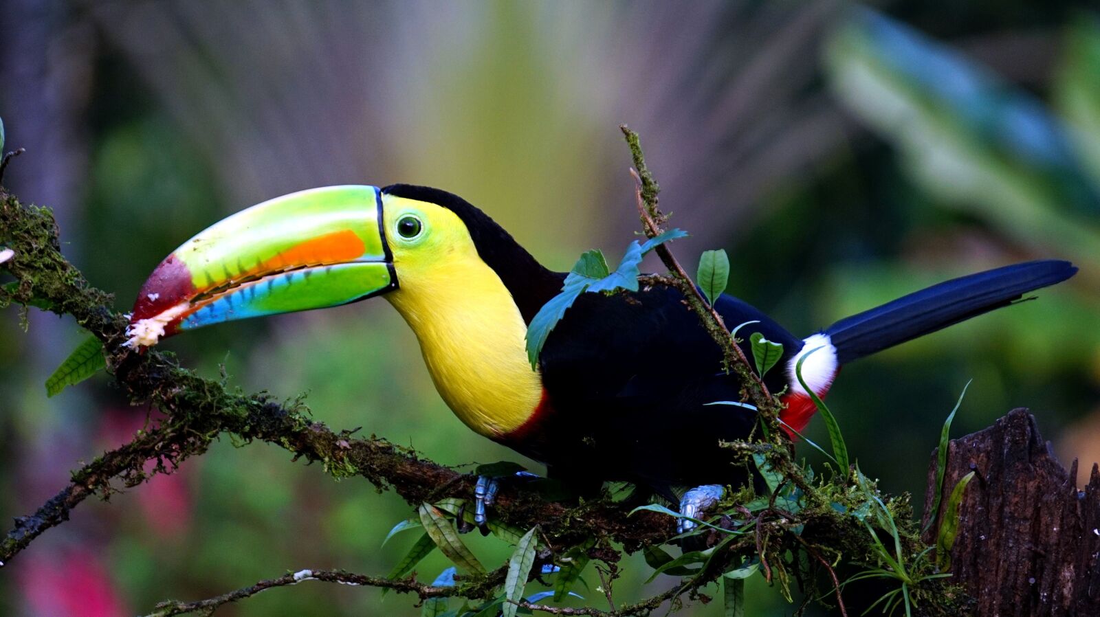 Sony Alpha a5000 (ILCE 5000) + Sony E 55-210mm F4.5-6.3 OSS sample photo. Toucan bird, rain forest photography