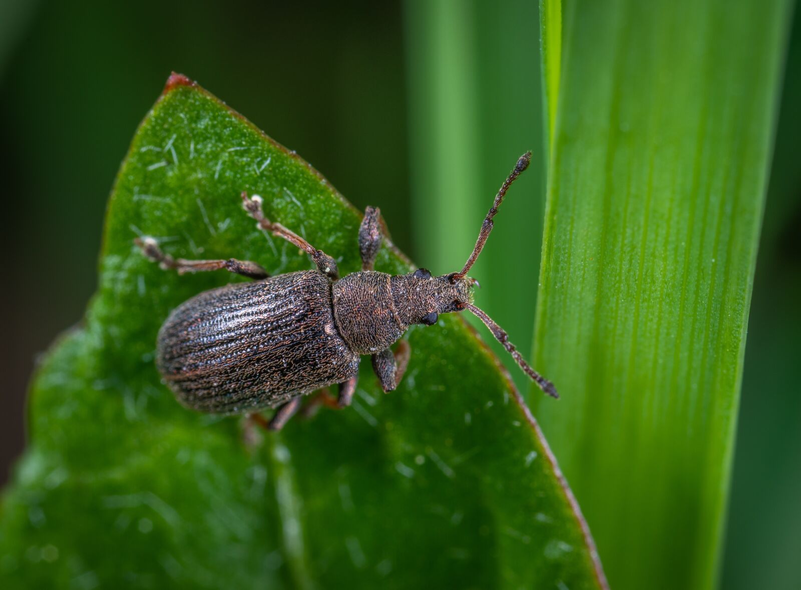 #124 65/2.8 sample photo. Beetle, insect, macro photography