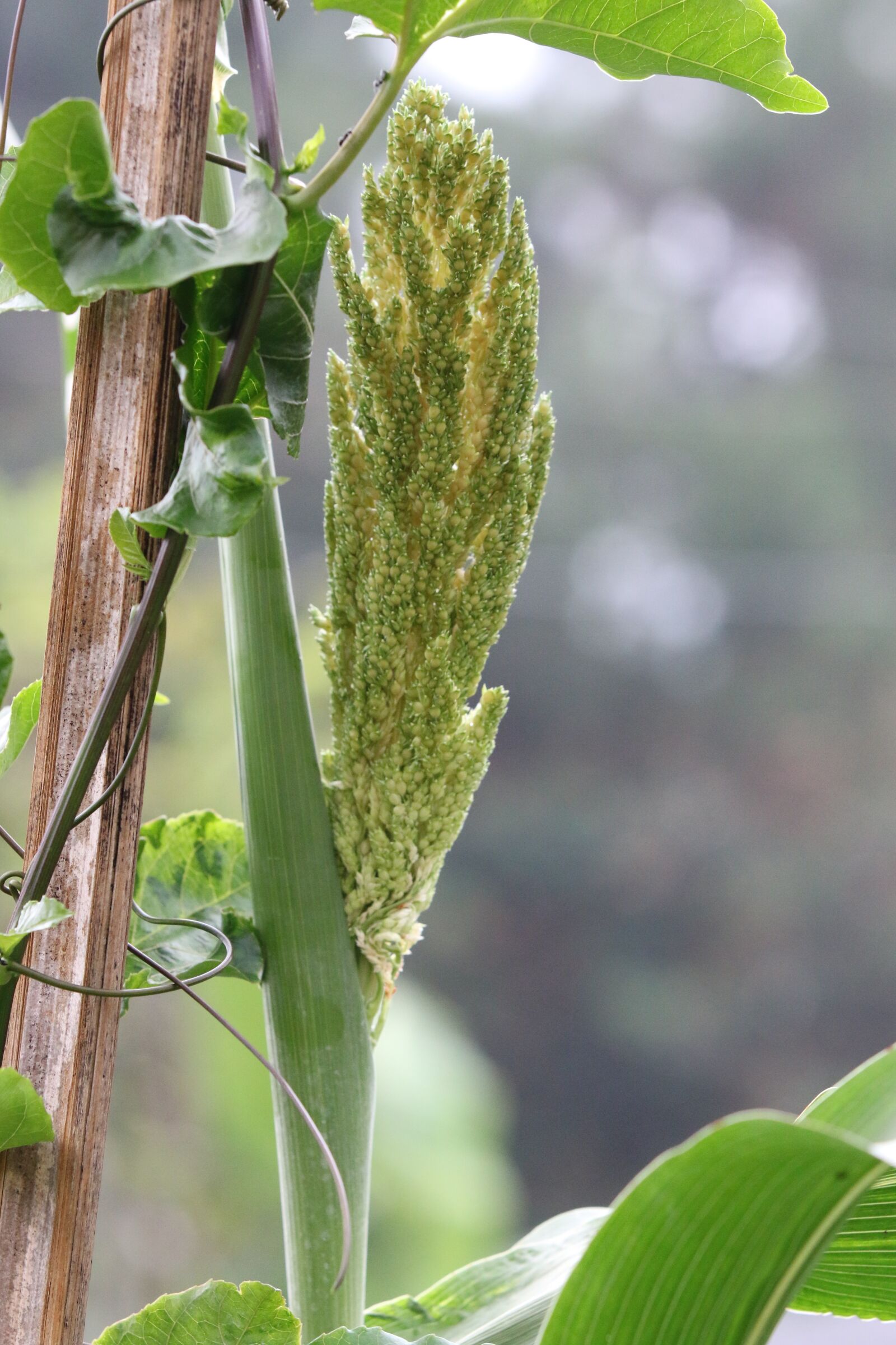 Canon EOS 70D sample photo. Sorghum, agriculture, natural photography
