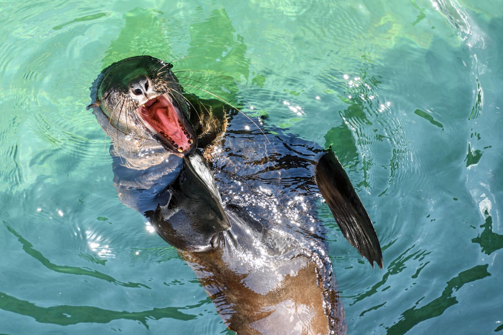 Nikon D500 sample photo. Sea lion, yawn, water photography