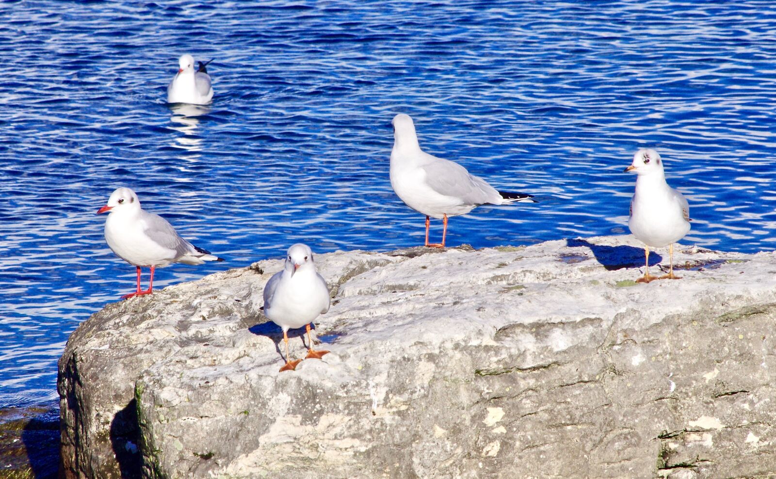 Pentax K-5 sample photo. Bird, water, wildlife photography