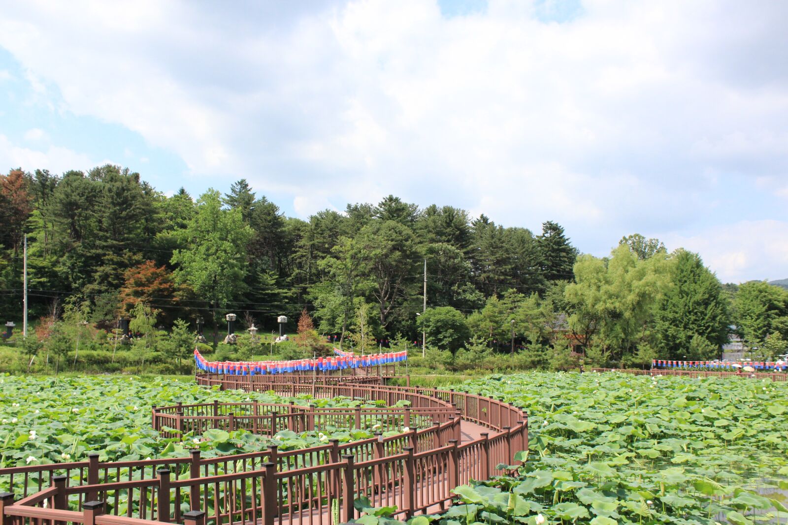 Canon EOS 600D (Rebel EOS T3i / EOS Kiss X5) sample photo. Nature, plants, wood photography