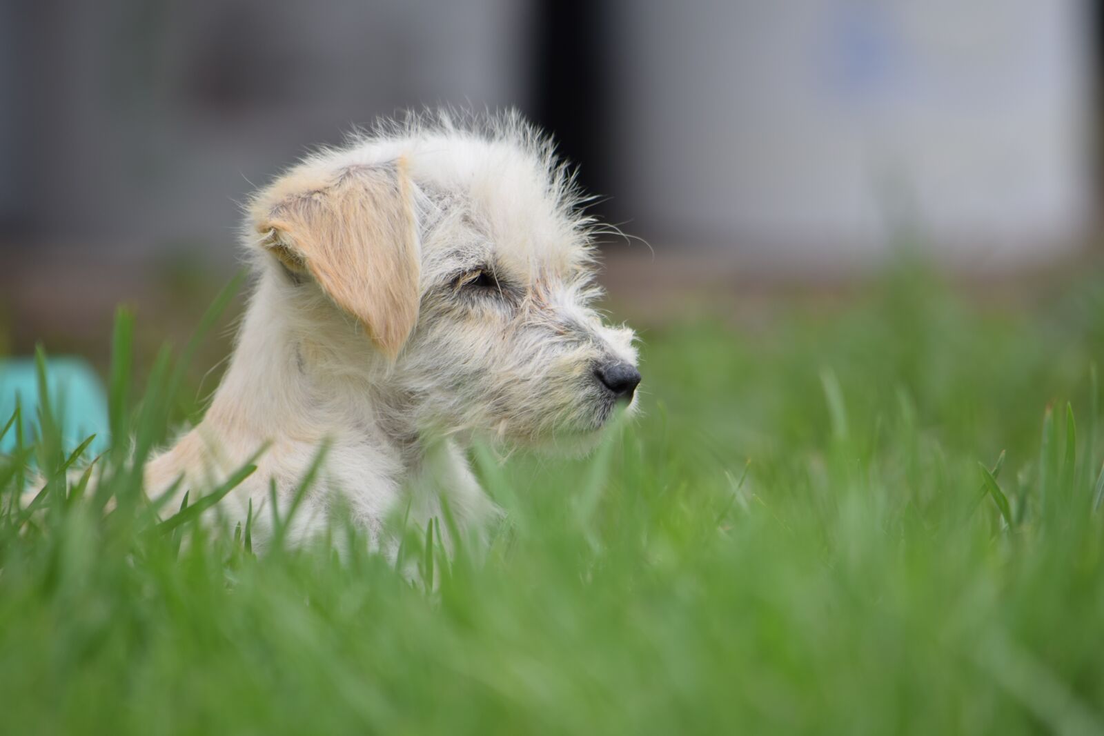 Nikon D3300 sample photo. Lawn, animalia, nature photography