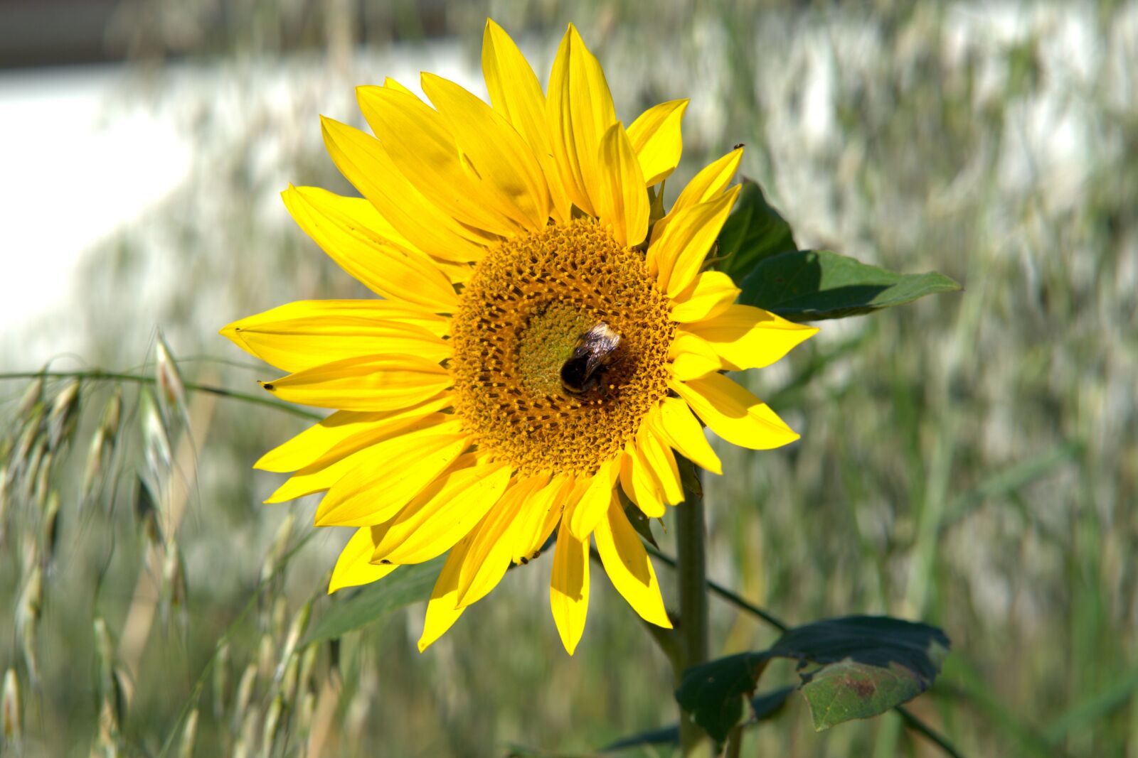 Sony a7 II + Sony FE 85mm F1.8 sample photo. Sunflower, hummel, blossom photography