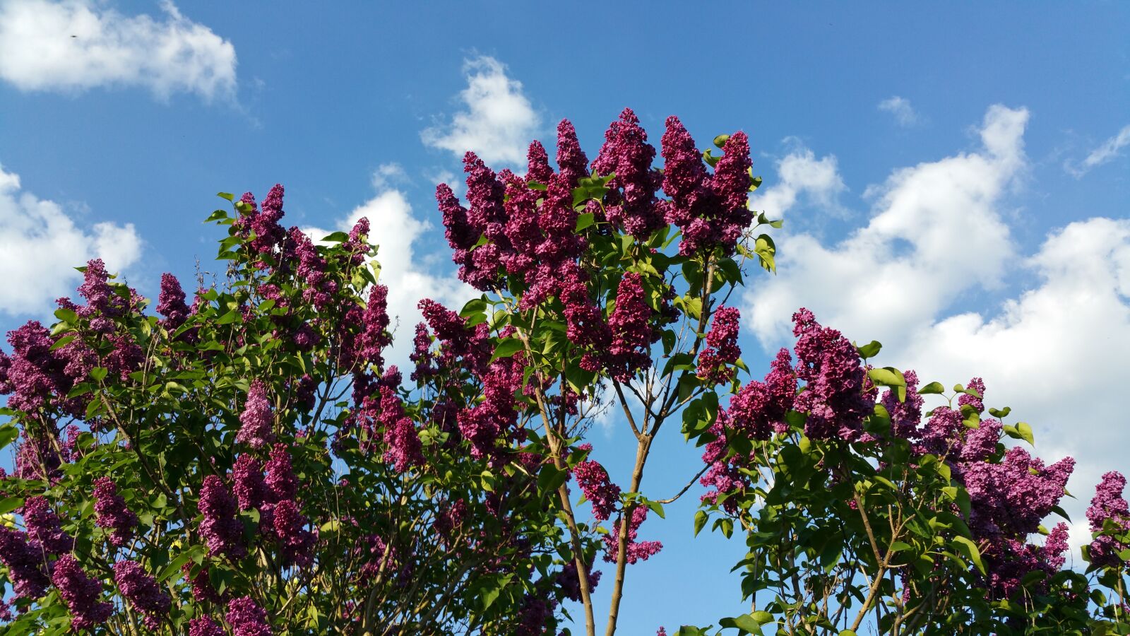 Samsung Galaxy Note4 sample photo. Pentecost, lilac, sky photography