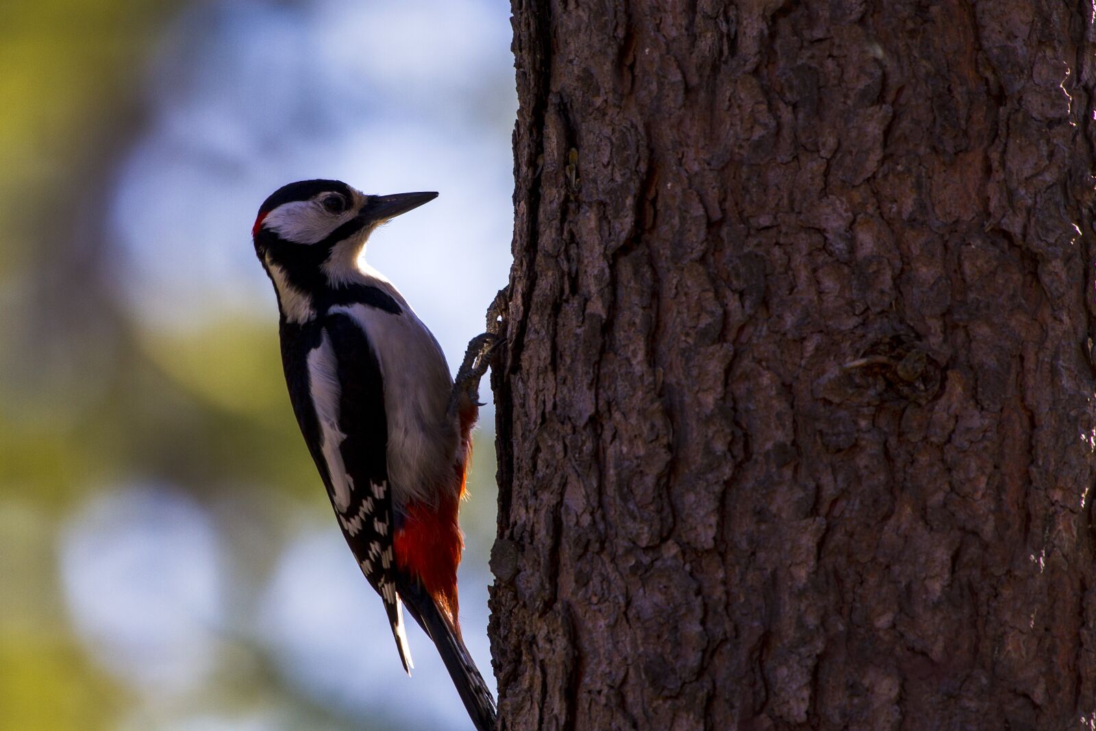 Canon EF 100-400mm F4.5-5.6L IS USM sample photo. Flaggspett, birds, the nature photography
