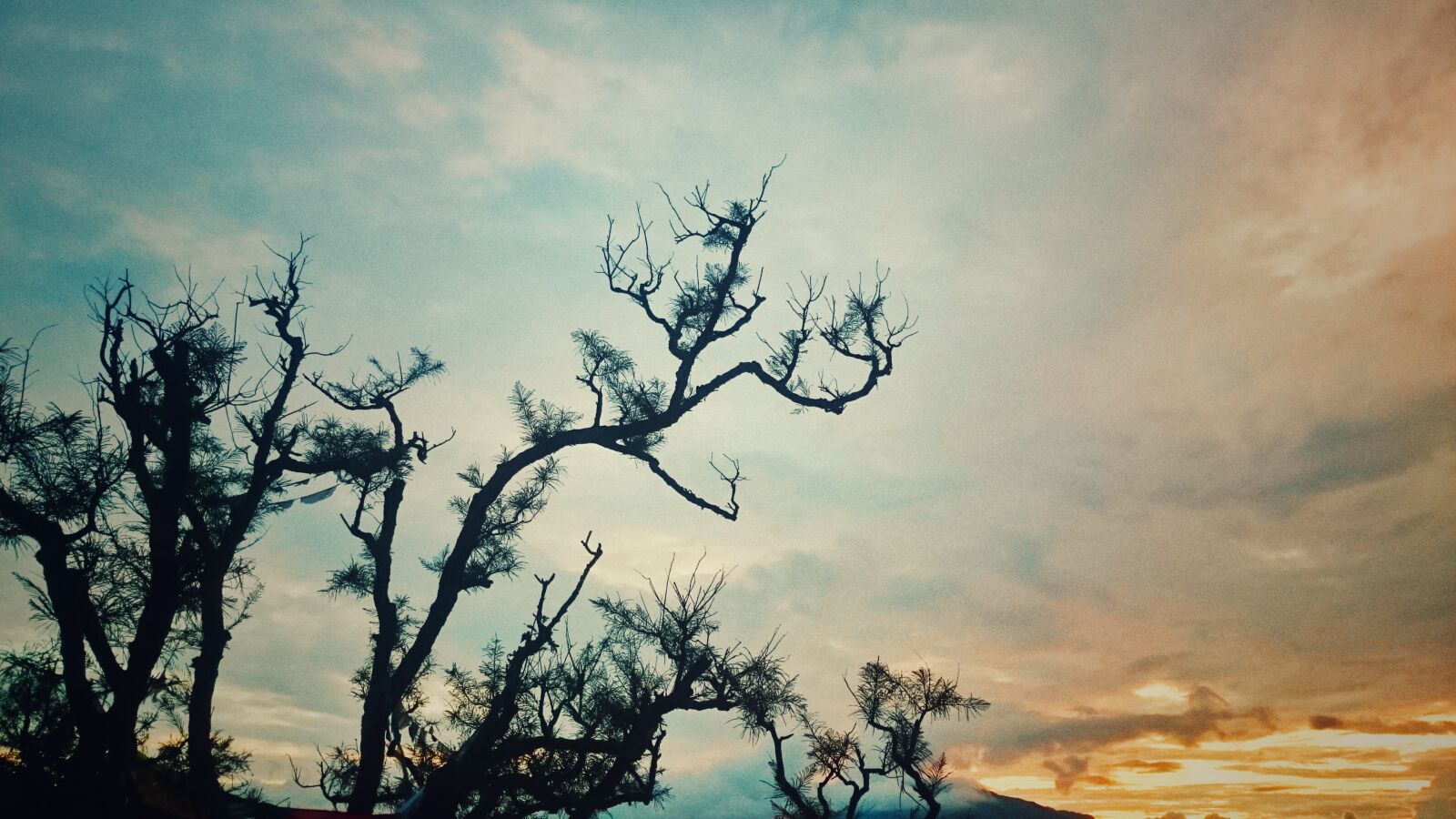 Sony Xperia Z1 sample photo. Sunset, tree, landscape photography
