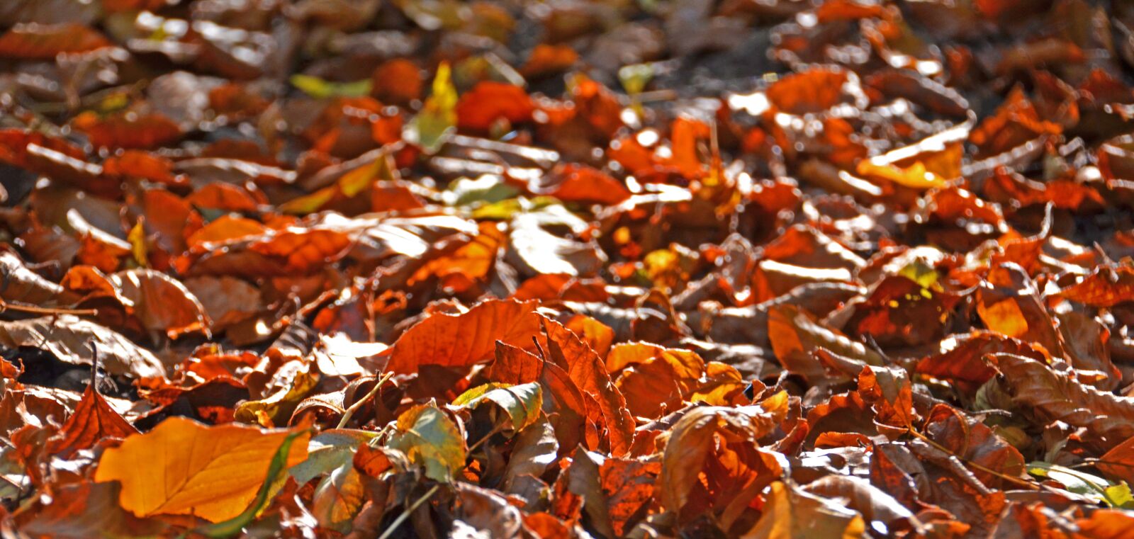 Nikon D7000 sample photo. Autumn, leaves, fall foliage photography
