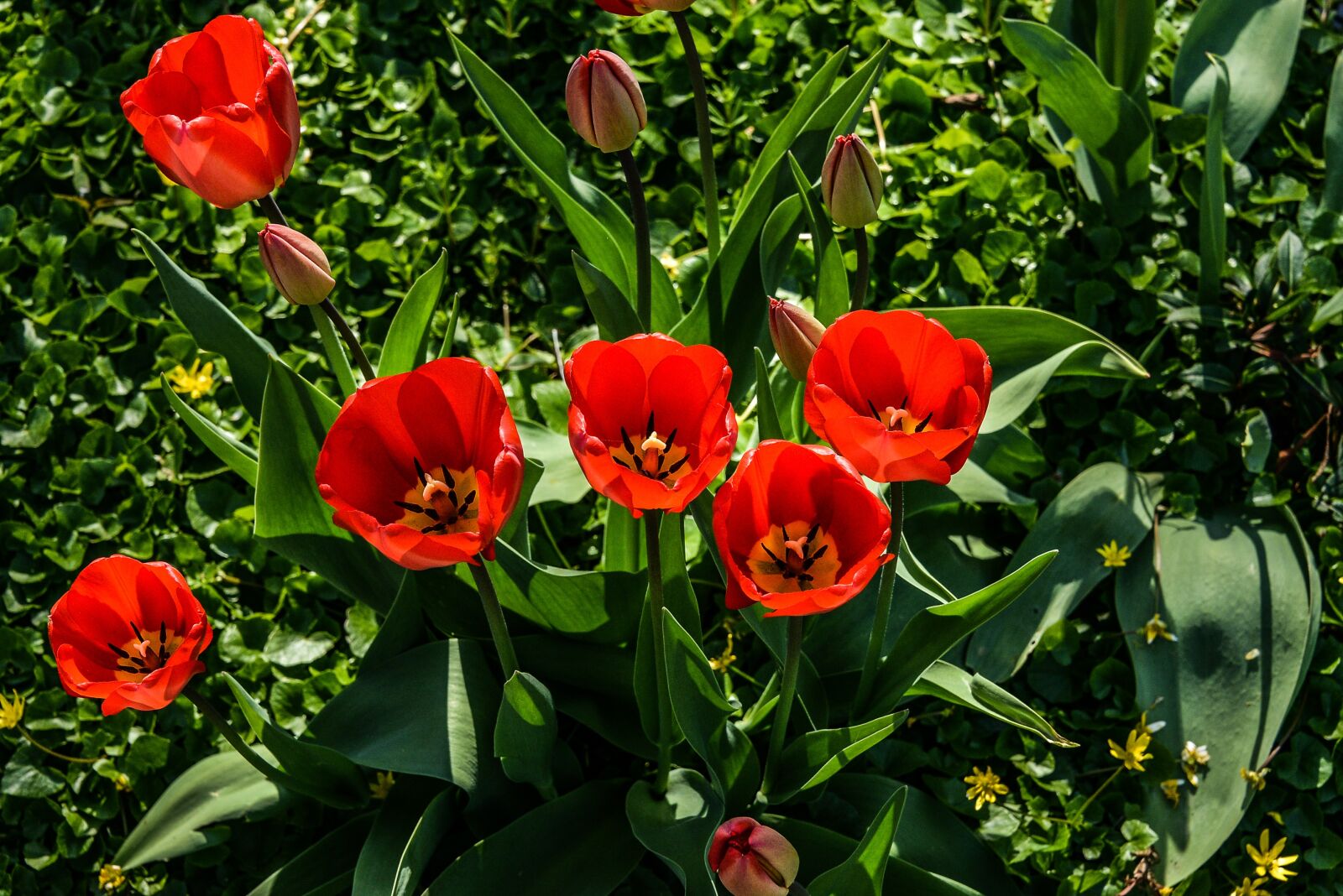 Nikon D800 sample photo. Garden, flower, spring photography