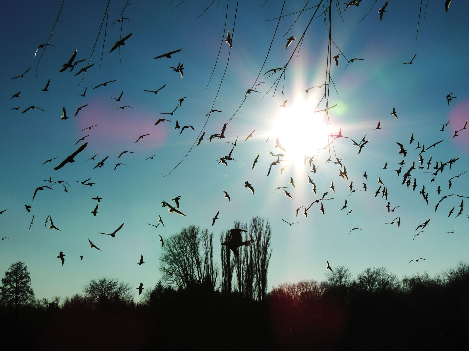 Nikon Coolpix P510 sample photo. Birds, fly, golden, sun photography