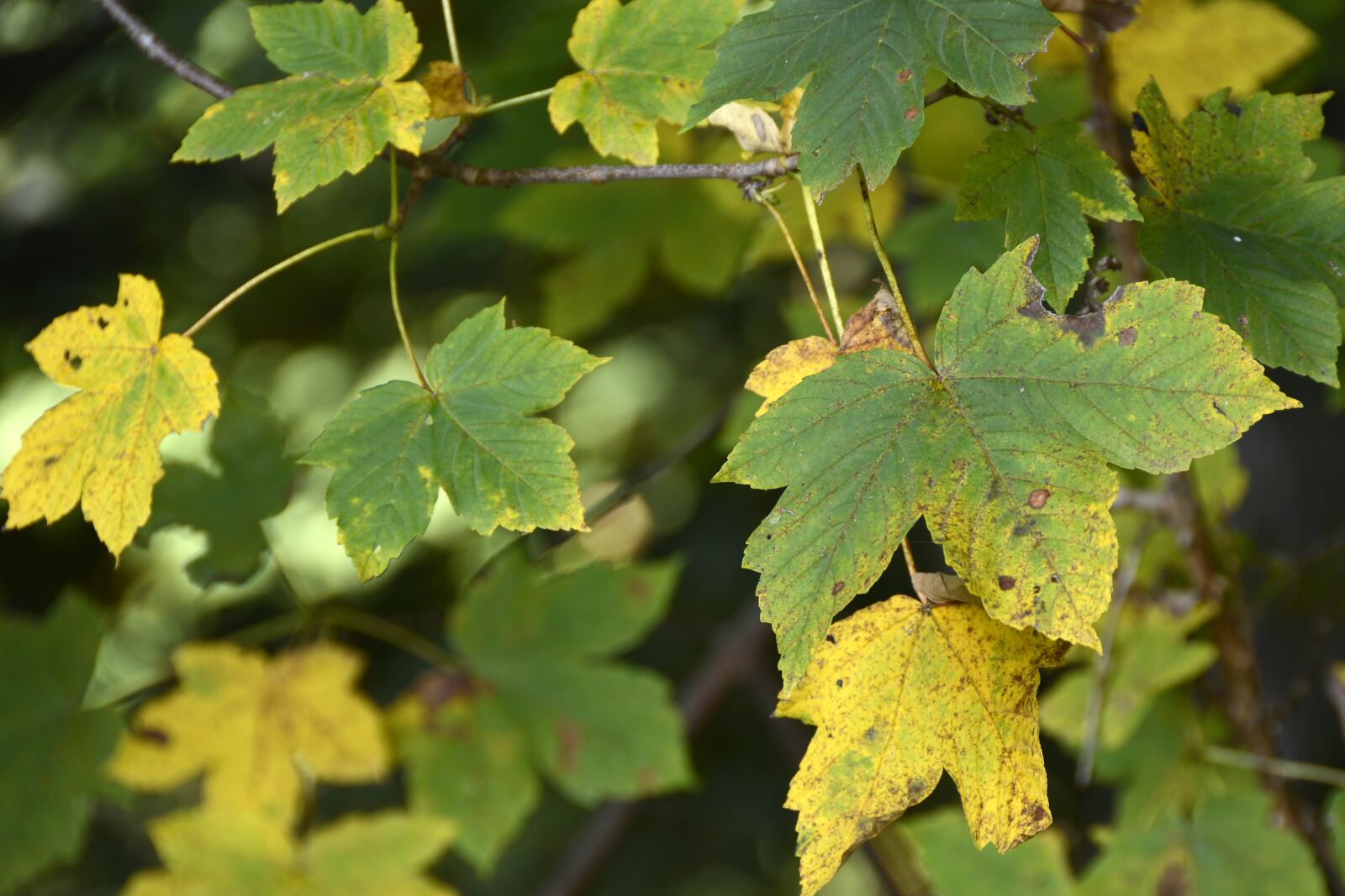 Nikon D7100 sample photo. Maple leaf, maple, leaf photography