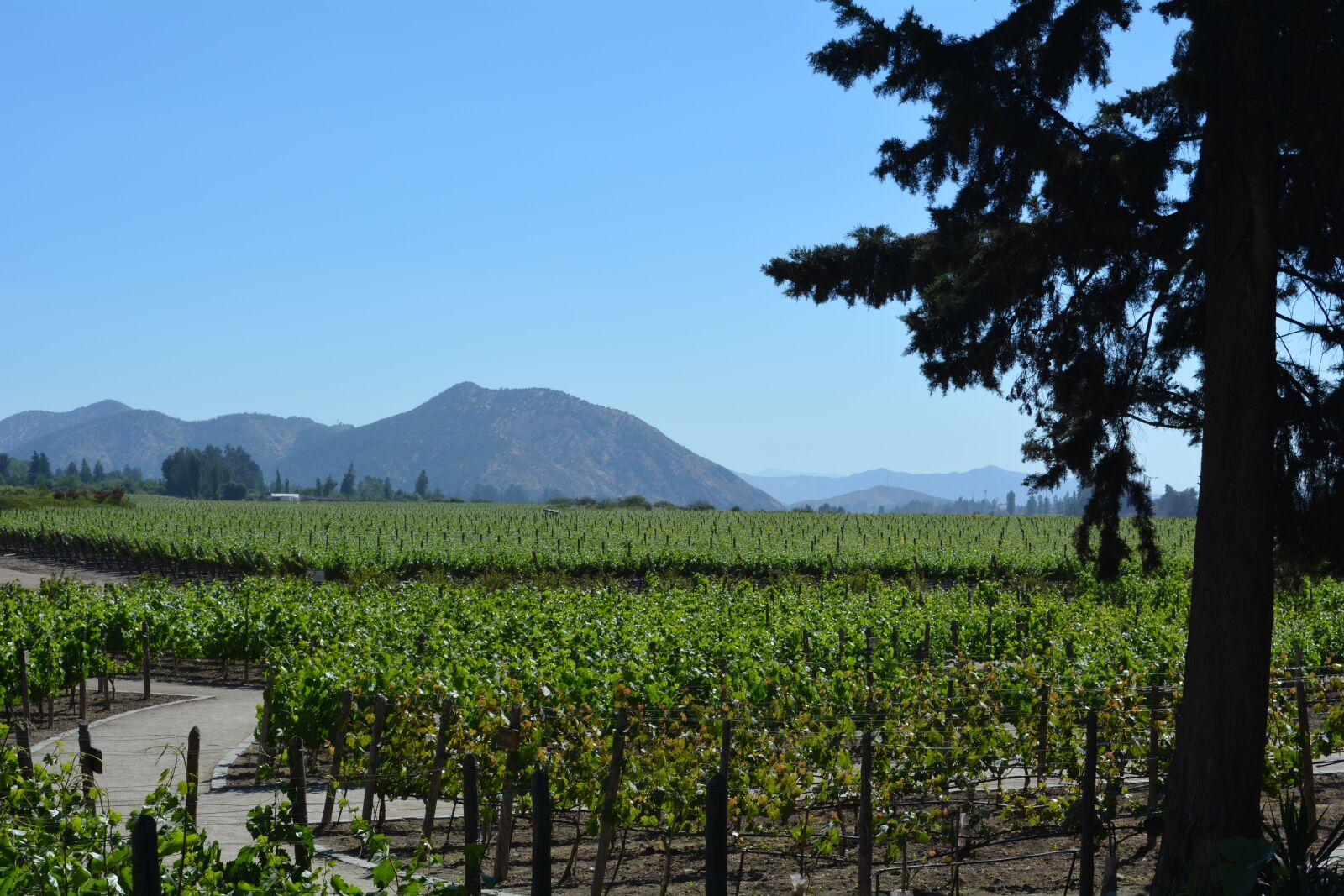 Nikon D5200 sample photo. Winery, santiago, chile photography