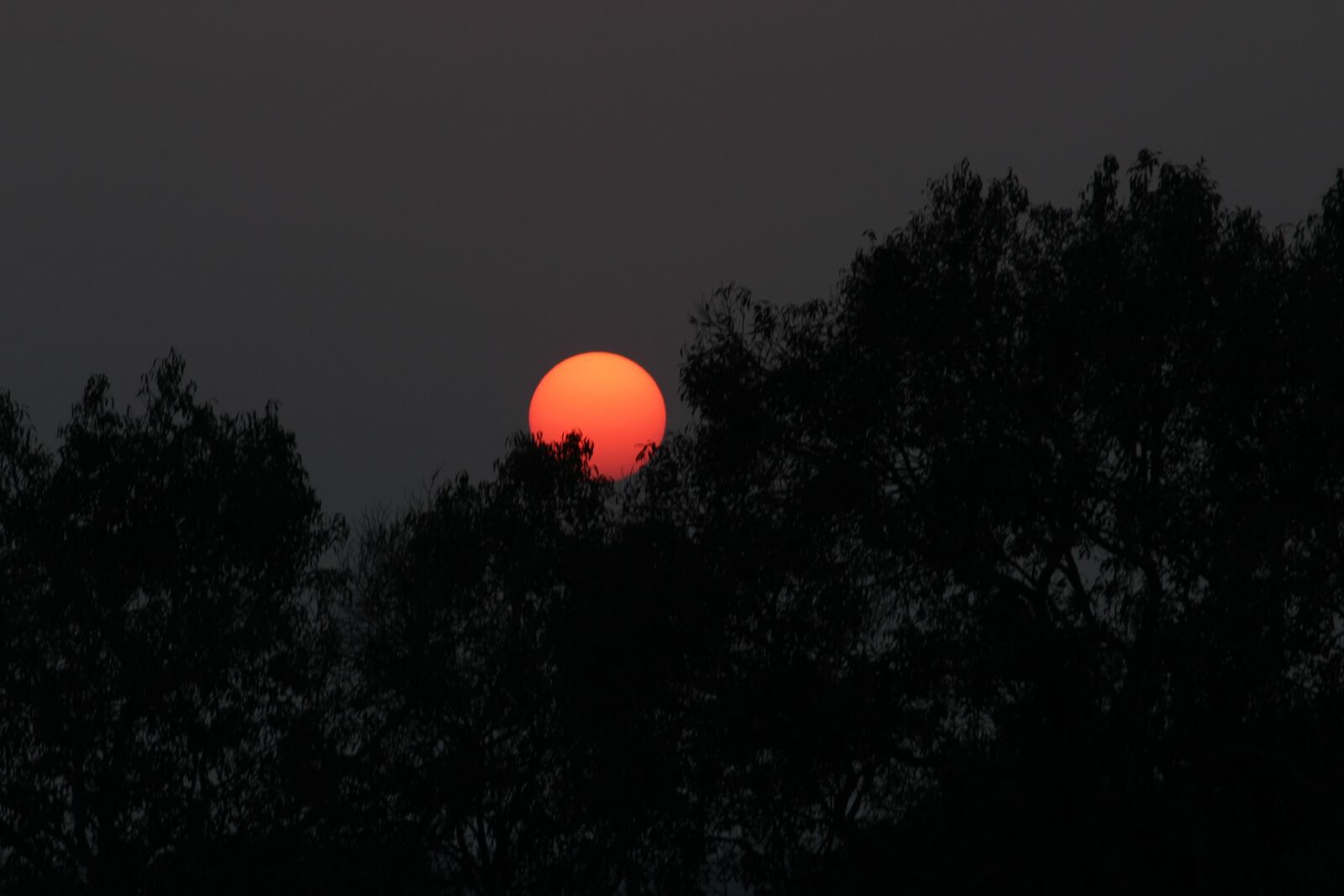 Canon EF-S 55-250mm F4-5.6 IS II sample photo. Sunset, red, tree photography