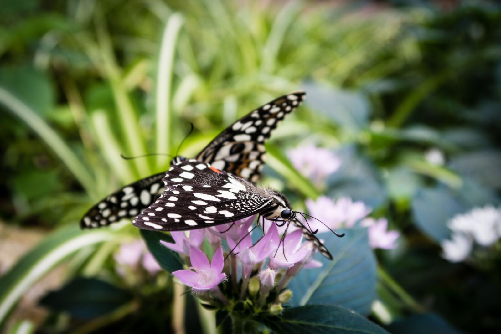 Canon PowerShot G7 X Mark II sample photo. Butterfly, flowers, garden photography