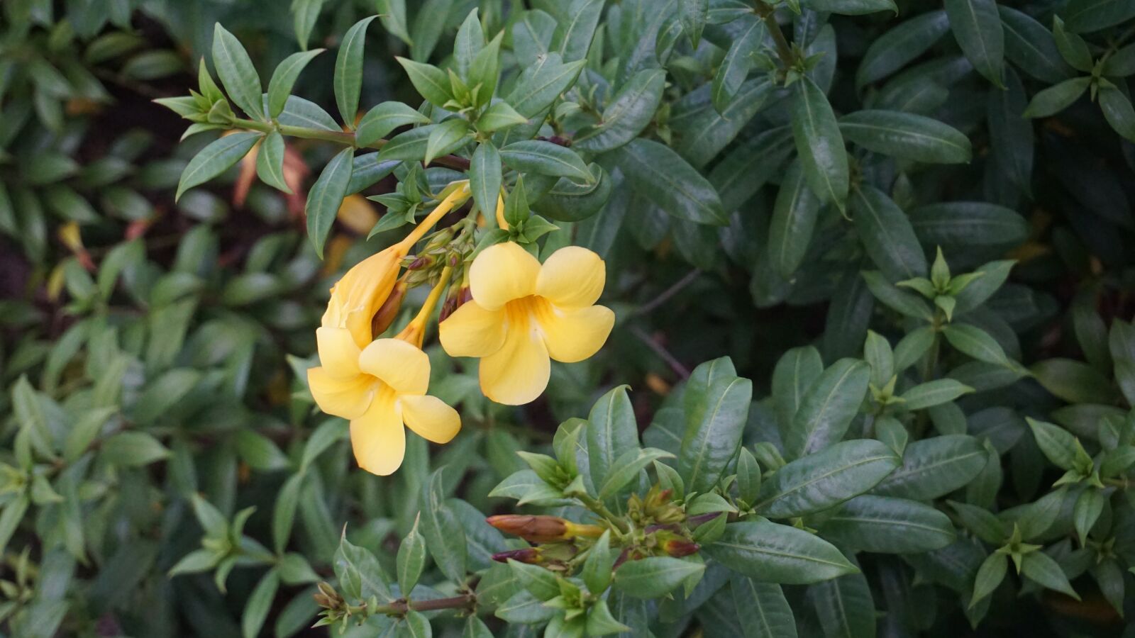 Sony a6000 sample photo. Flower, yellow flower, bloom photography