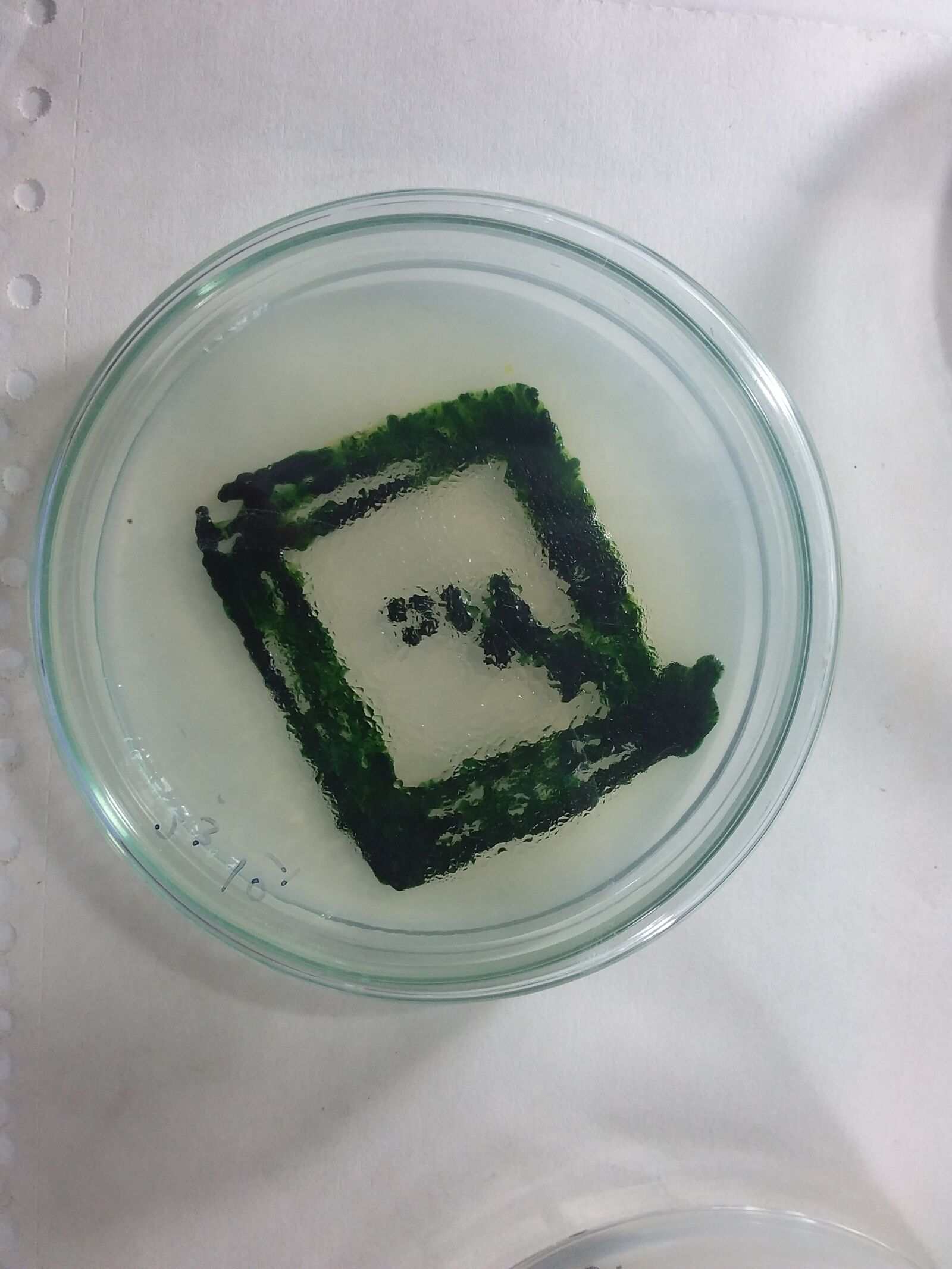 Samsung Galaxy Tab S2 sample photo. Spirulina culture plate, striking photography