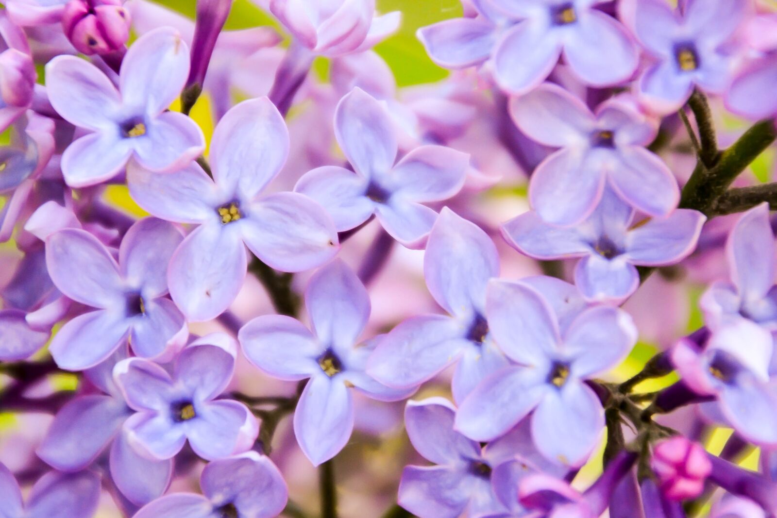 Nikon D3100 sample photo. Lilac, violet, pink photography