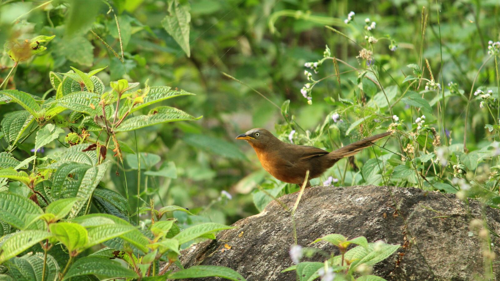 Canon EOS 1300D (EOS Rebel T6 / EOS Kiss X80) sample photo. Wildlife, nature, tree photography