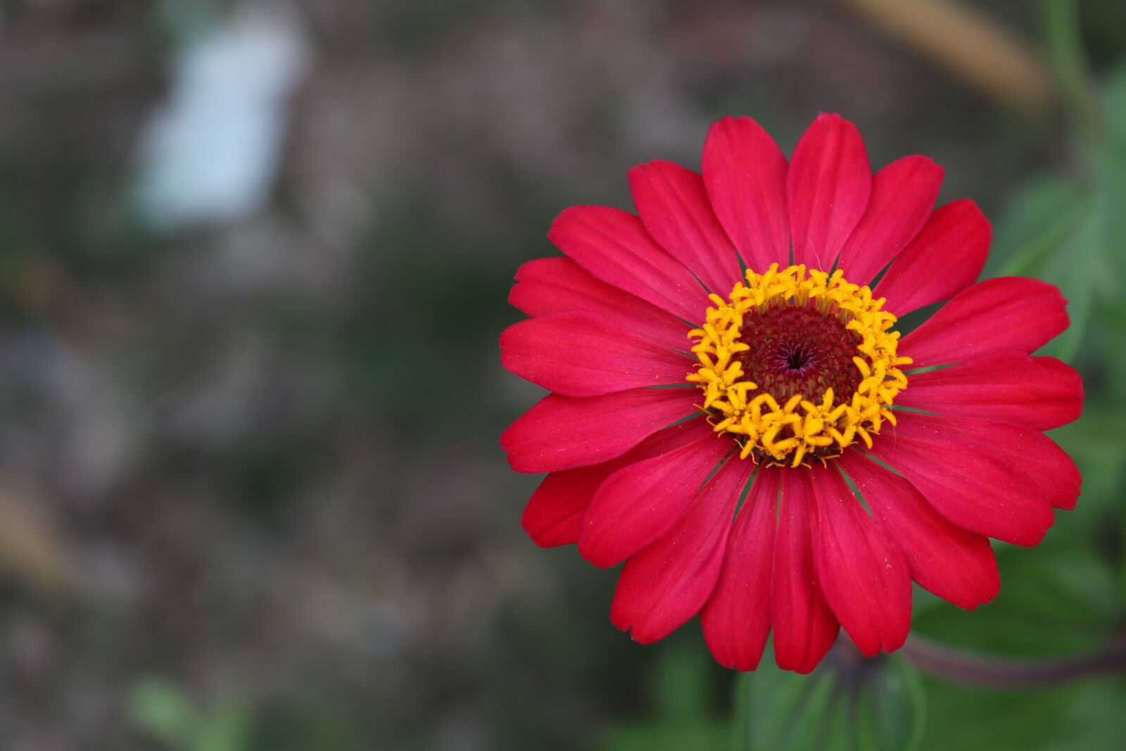 Canon EOS 70D sample photo