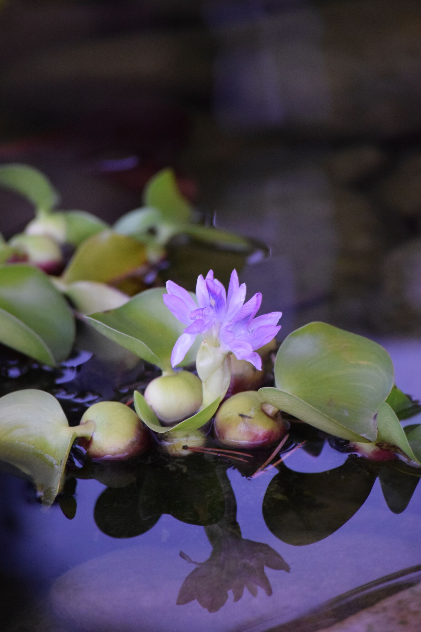Nikon D3300 sample photo. Flower, nature, flora photography
