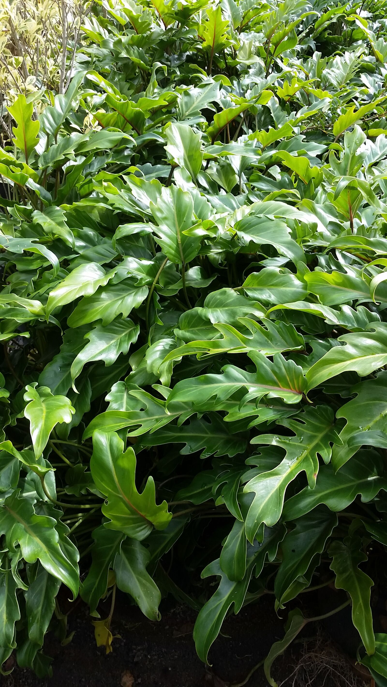 Samsung Galaxy S5 sample photo. Zanadu, plant, houseplants photography