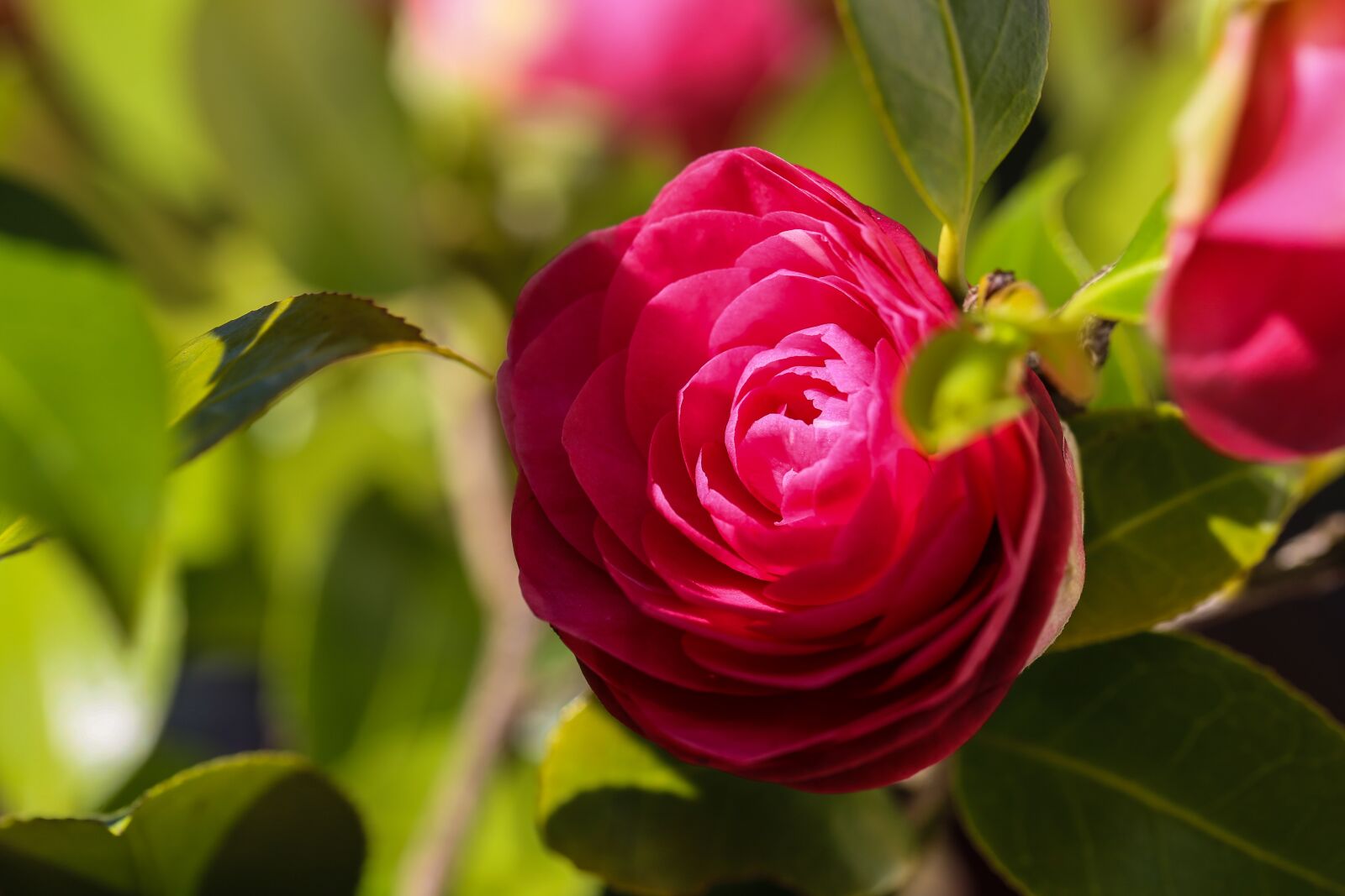 Canon EF 100mm F2.8L Macro IS USM sample photo. Camellia, blossom, bloom photography