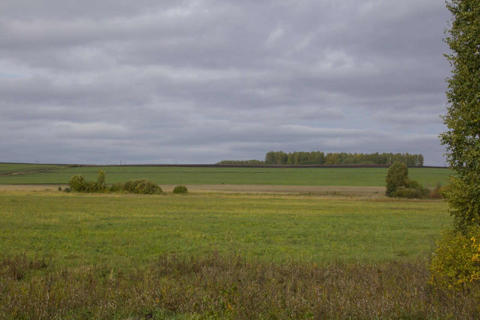 Canon EF-S 18-55mm F3.5-5.6 sample photo. Landscape, field, birch photography