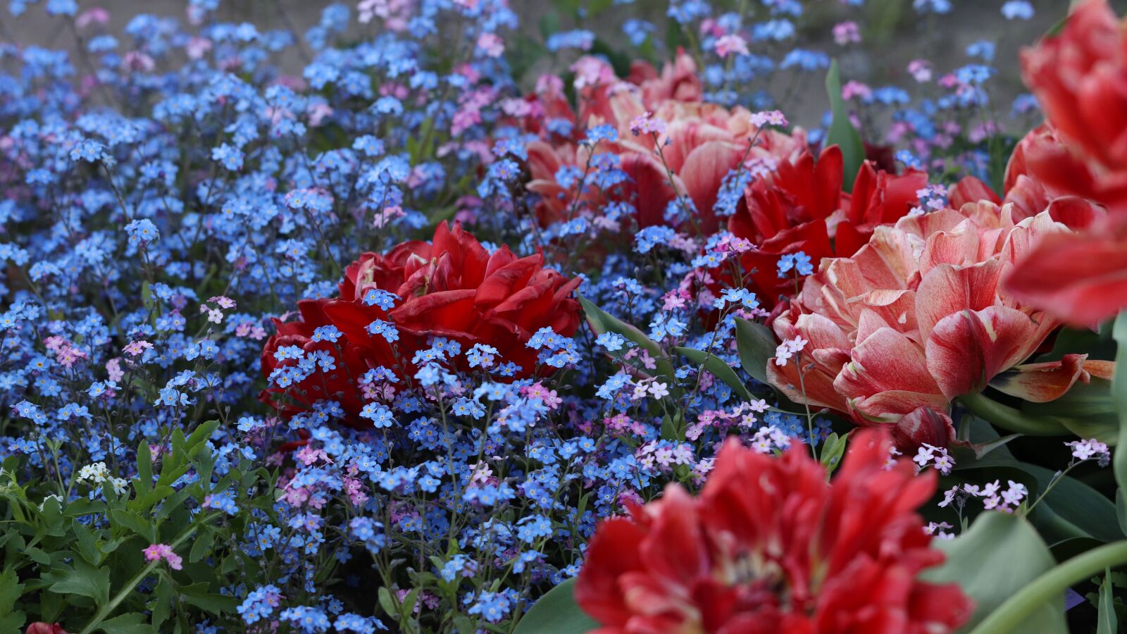 Canon EOS 77D (EOS 9000D / EOS 770D) sample photo. Flowers, garden, bright photography