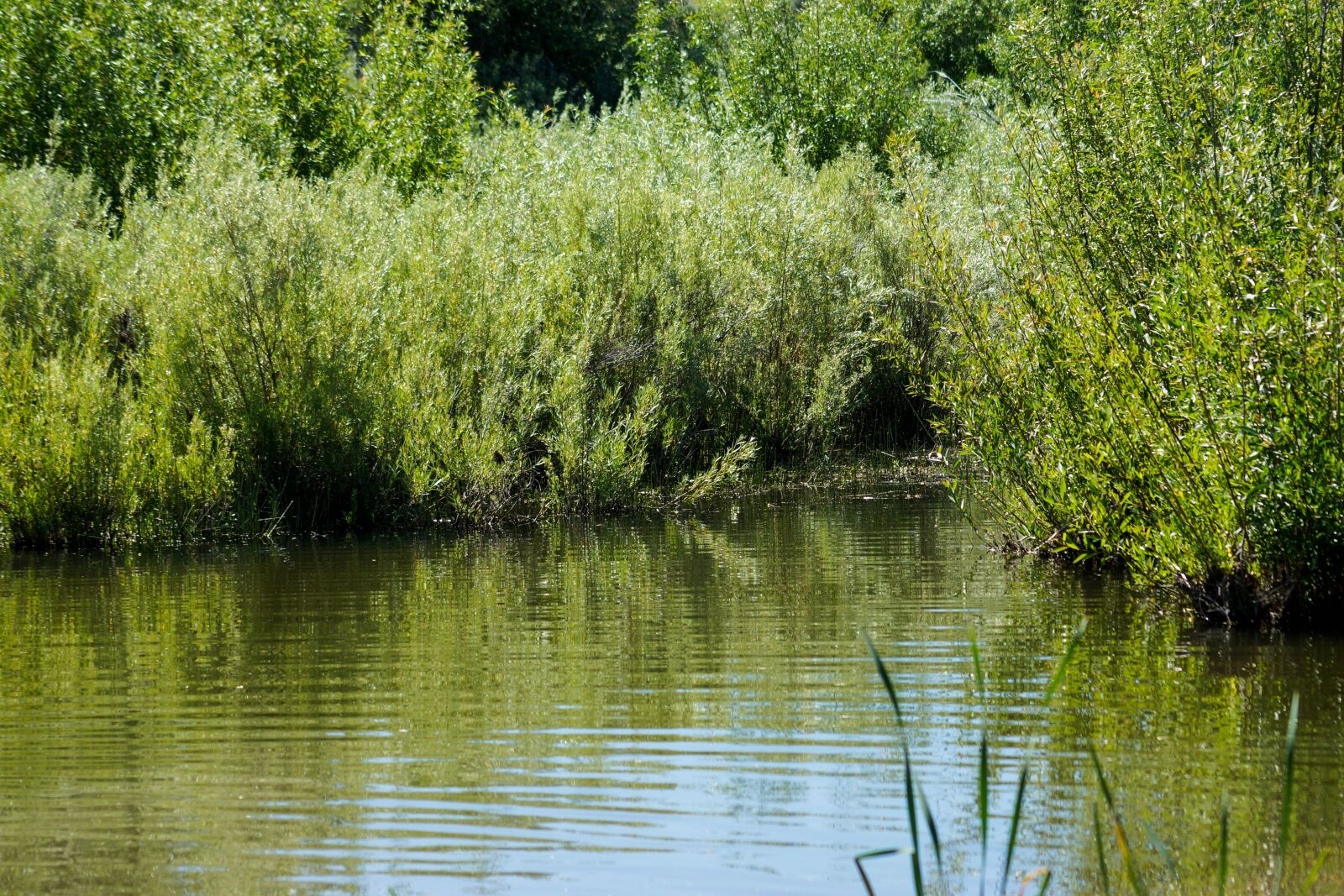Sony SLT-A77 sample photo. Water, creek, pond photography