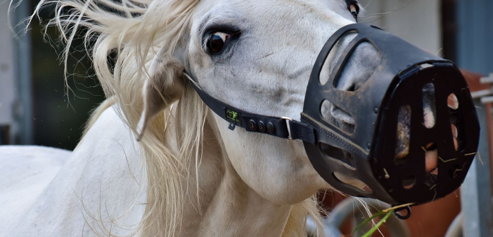Nikon D7200 sample photo. Mold, horse, animal photography