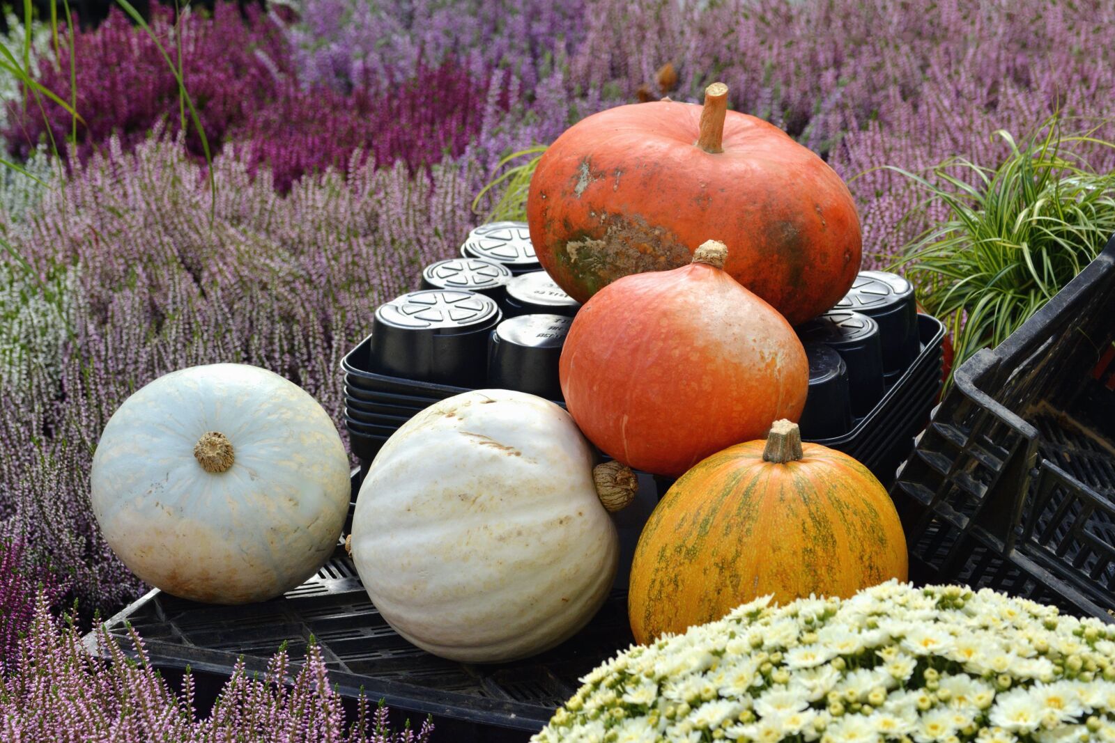 Nikon D5200 sample photo. Pumpkin, crate, container, vegetable photography