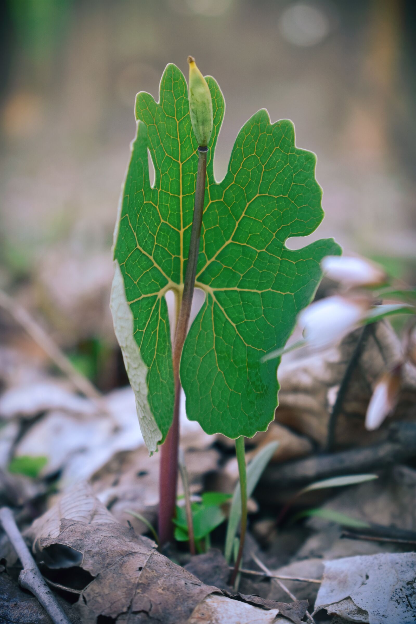 Nikon D3400 sample photo. Growing, flower, bud photography