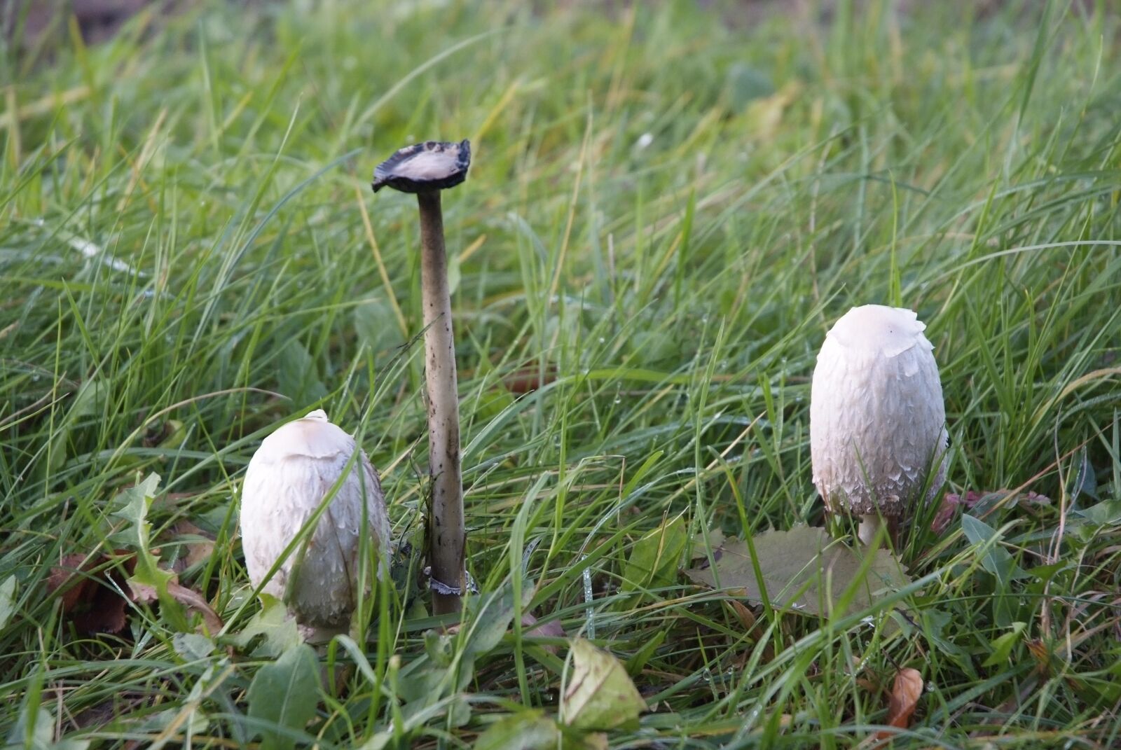 Fujifilm FinePix S5 Pro sample photo. Mushroom, rush, grass photography